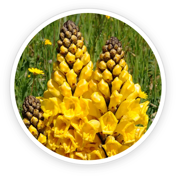 Cistanche Desert Superfood Virility